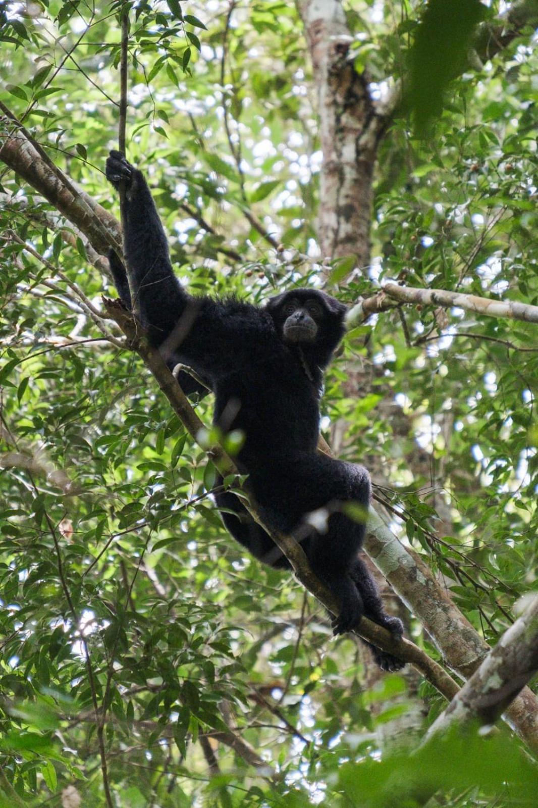 Magpie Homestay & Jungle Trekking Only For Guest Trekking With Us Bukit Lawang Exterior photo