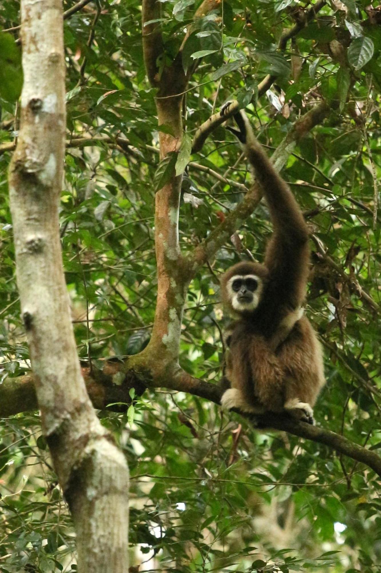 Magpie Homestay & Jungle Trekking Only For Guest Trekking With Us Bukit Lawang Exterior photo