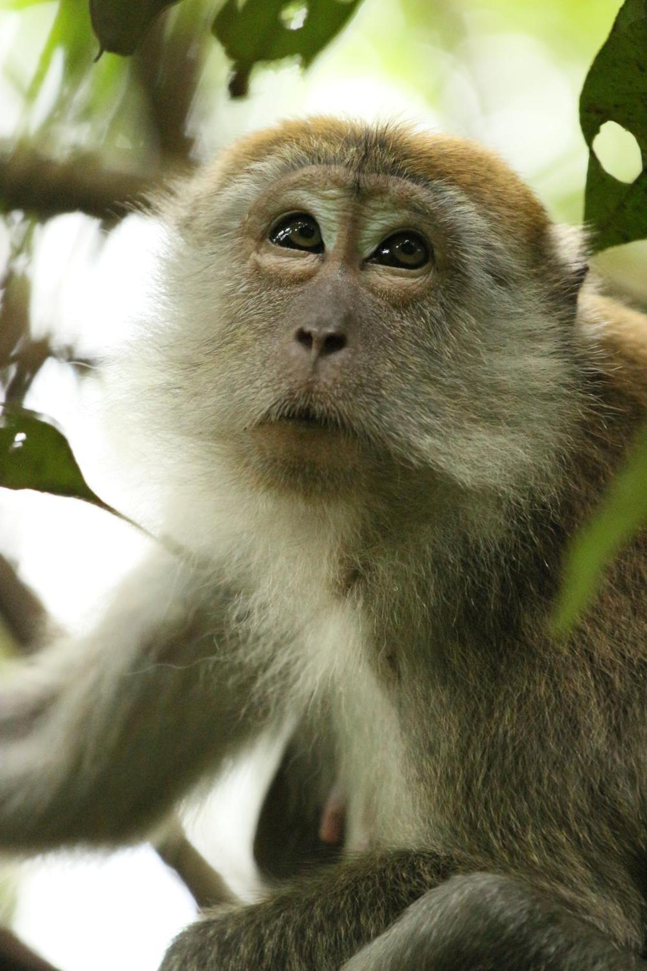 Magpie Homestay & Jungle Trekking Only For Guest Trekking With Us Bukit Lawang Exterior photo