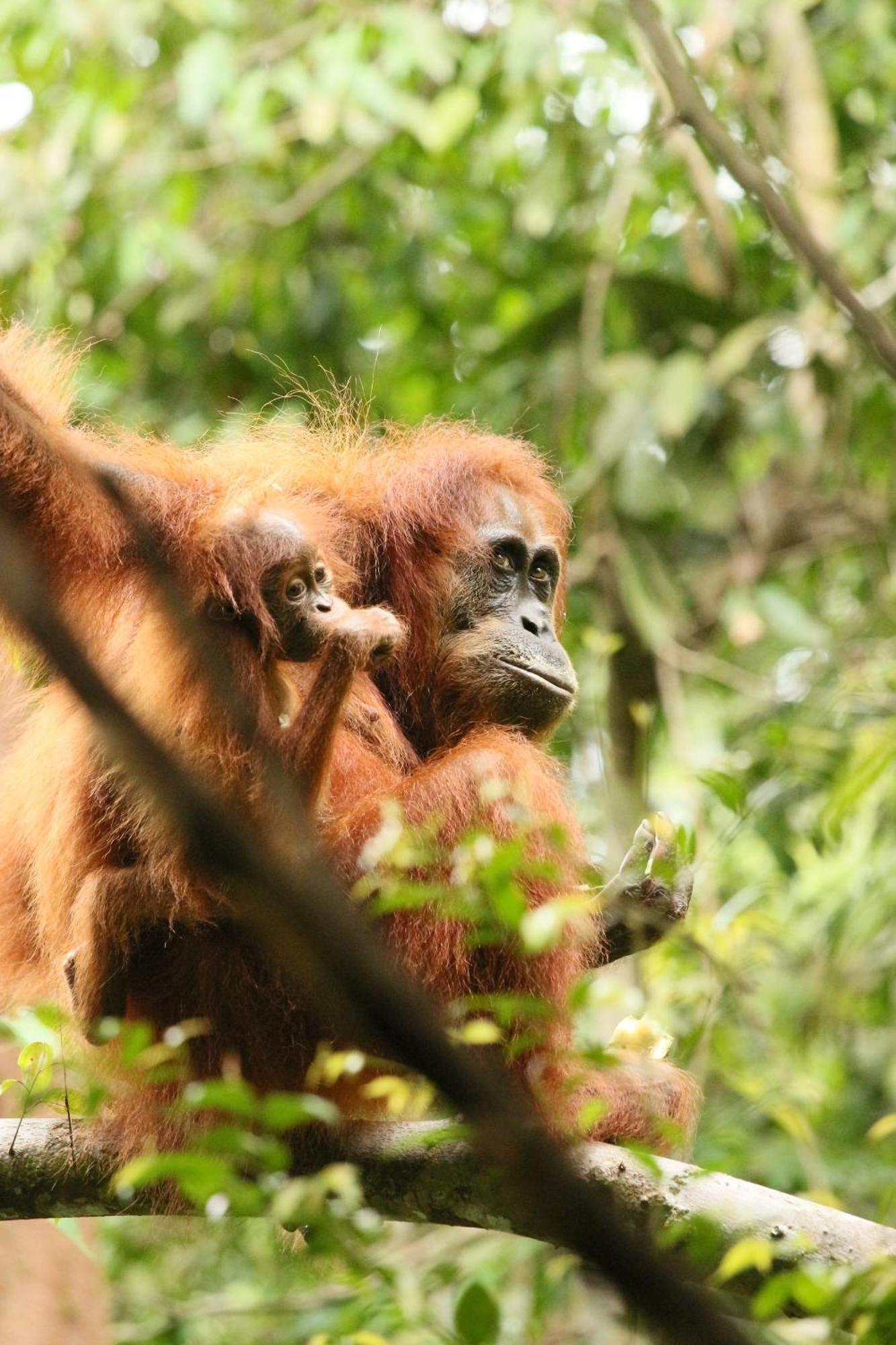 Magpie Homestay & Jungle Trekking Only For Guest Trekking With Us Bukit Lawang Exterior photo